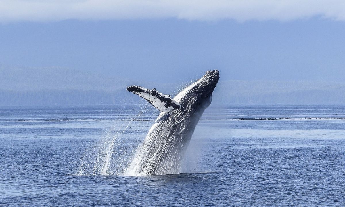 Registran asombrosas acrobacias de ballena jorobada en Aysén 