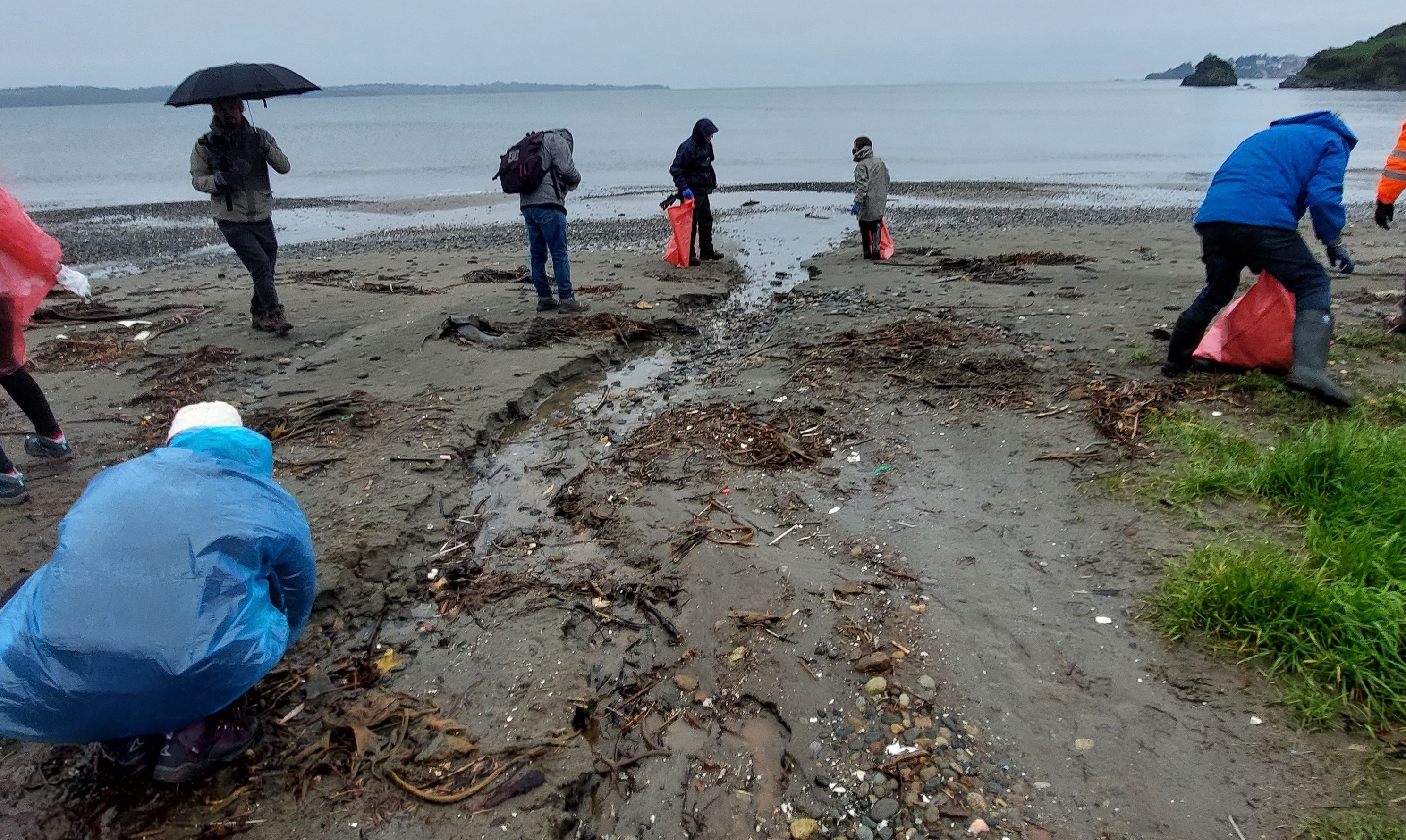 Festival Trees & Seas promueve la conservación oceánica, forestal y dunar en Santiago, La Serena y Rapa Nui 