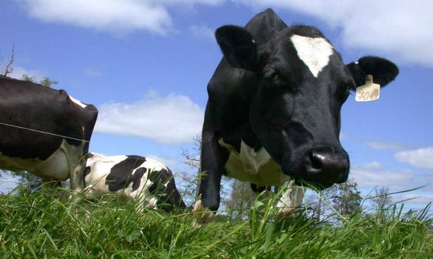 Las vacas no son las principales responsables del calentamiento global