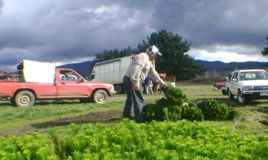 Corma dona 400 mil árboles a pequeños propietarios afectados por incendios