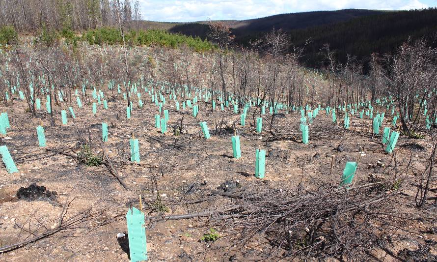 Fundación Reforestemos lanza nueva plataforma web que permite plantar árboles nativos desde la casa
