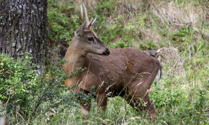 El huemul y chungungo figuran entre especies priorizadas por la Región de Los Lagos para su conservación