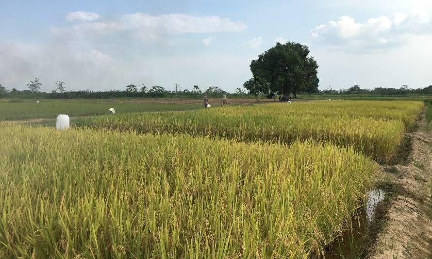 Arroz más productivo y sustentable para Latinoamérica