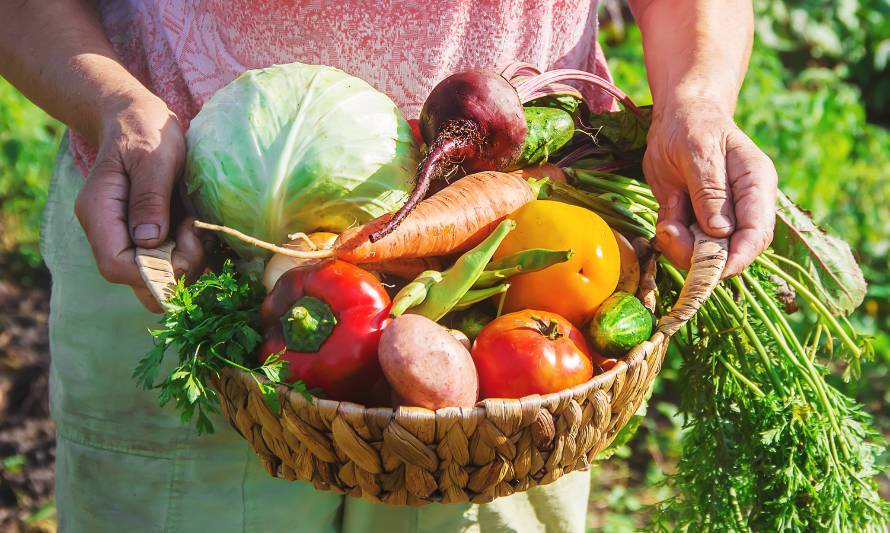 Agricultura Orgánica: ¿Cómo certificarse y aprovechar sus ventajas?