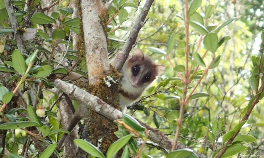 Consejo de Ministros Para la Sustentabilidad aprueba creación de Santuario de la Naturaleza de Parque Katalapi