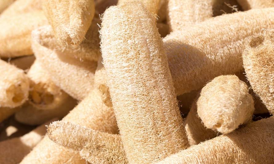 ¿Qué es la luffa y qué usos puedes darle en tu casa?