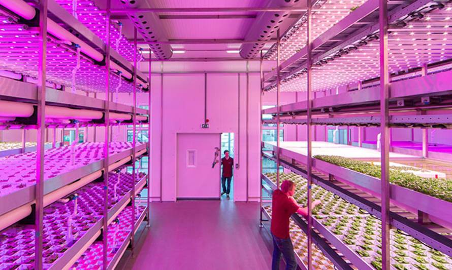 La iluminación LED de Signify ayuda a GoodLeaf Farms a aumentar su producción de alimentos durante todo el año