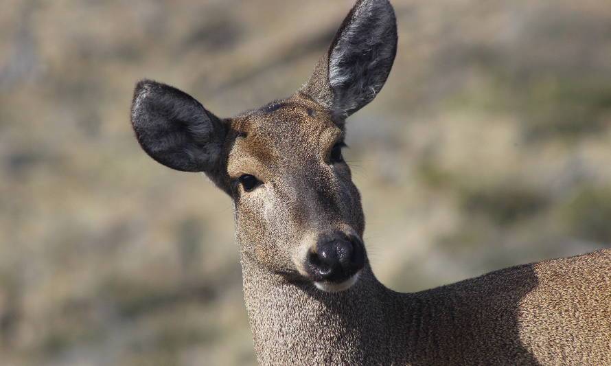 Jóvenes apoyan retiro de cercos en Cerro Castillo para proteger al huemul