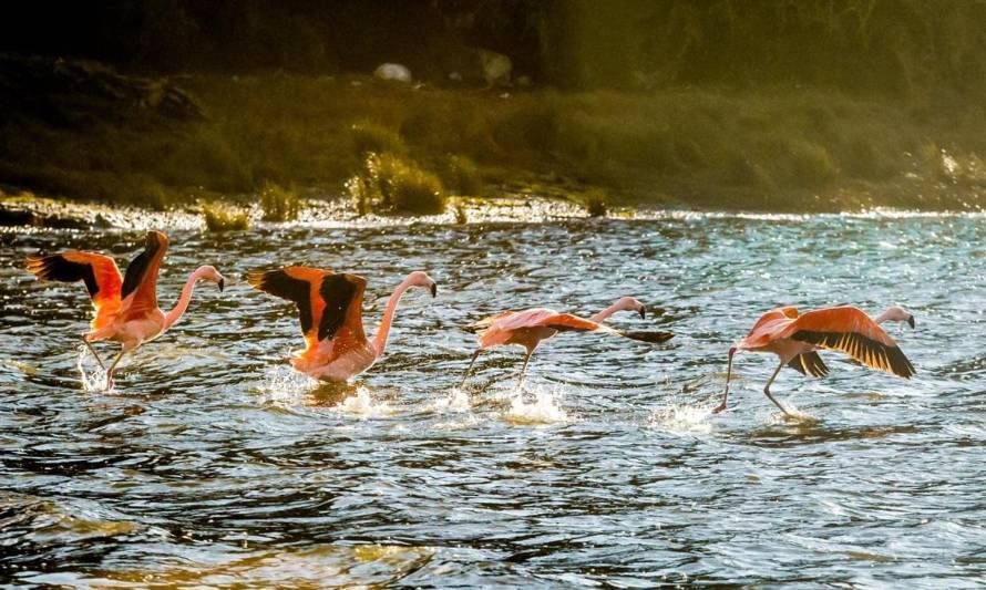 Cuatro nuevos santuarios de la naturaleza se suman al Plan Nacional de Protección de Humedales para Chiloé