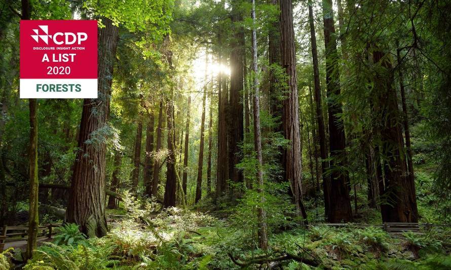 Tetra Pak es reconocida con una prestigiosa calificación doble "A" por la gestión del clima y los bosques a nivel mundial