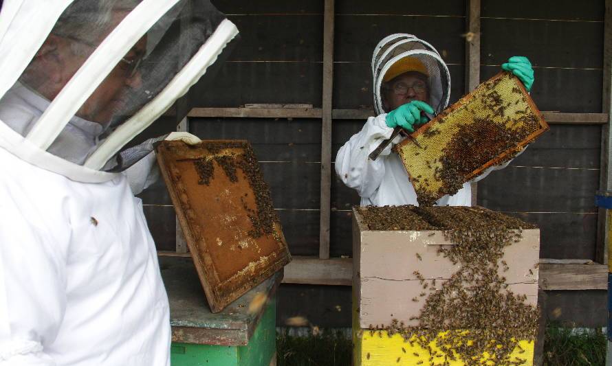 En Cochamó buscan mecanismos para la producción armónica en el rubro apícola