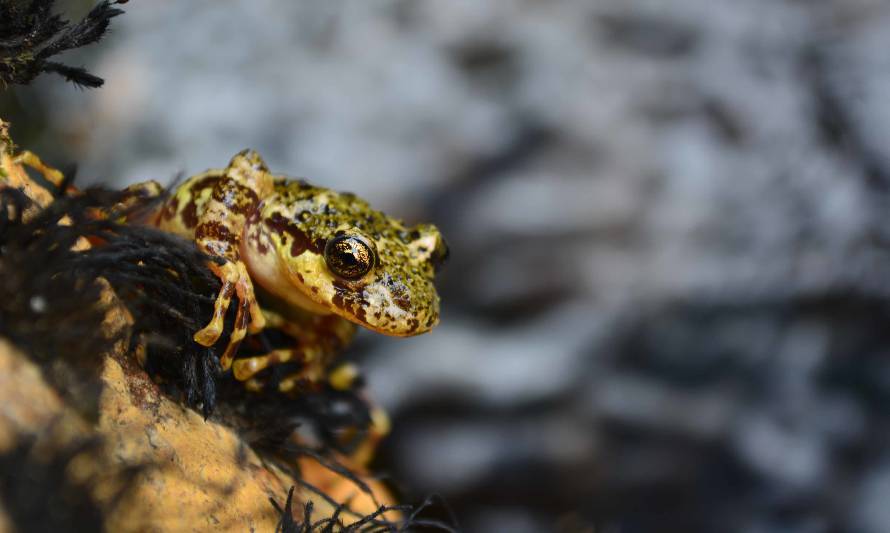 Lanzan dos iniciativas que promueven el bienestar humano y la conexión con la naturaleza en pandemia