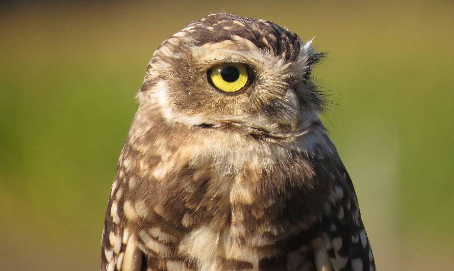 Lanzan Guía de Buenas Prácticas para la Observación de Aves