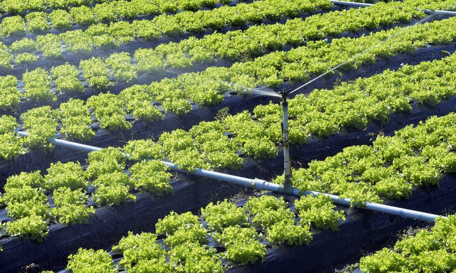 Incentivo tributario a empresas que adhieran a Certificado Azul