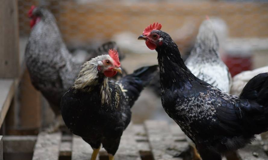 Gallinas felices en la ciudad más austral de Chile: Desarrollo para una agricultura sustentable