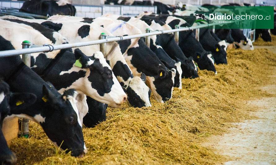 EE.UU.: buscan mejorar la alimentación de las vacas para reducir la huella ambiental