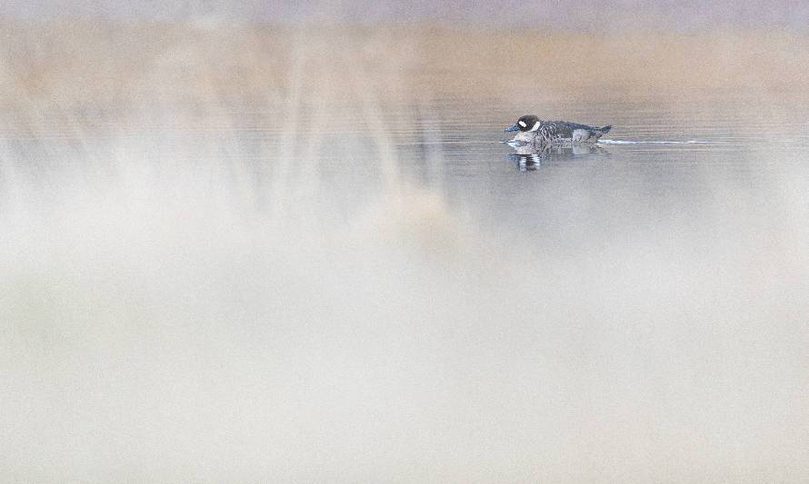 Los tres primeros lugares de la II versión del concurso fotográfico “Descubriendo los humedales de Chile” 