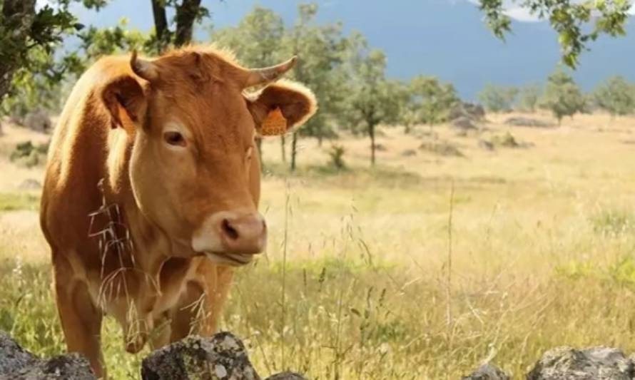 El sector de la Carne de Vacuno, comprometido con la sostenibilidad