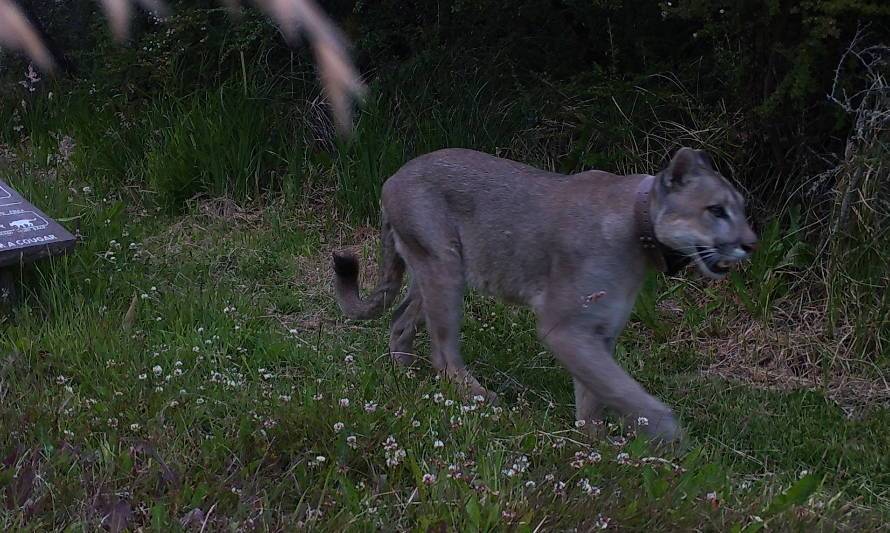 Monitorean con cámaras trampa la interacción de pumas en áreas de uso público en el Parque Nacional Patagonia