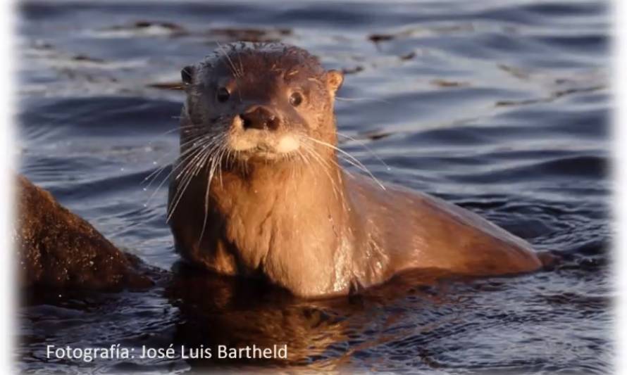 Ministerio del Medio Ambiente avanza hacia creación del primer plan de conservación para el huillín