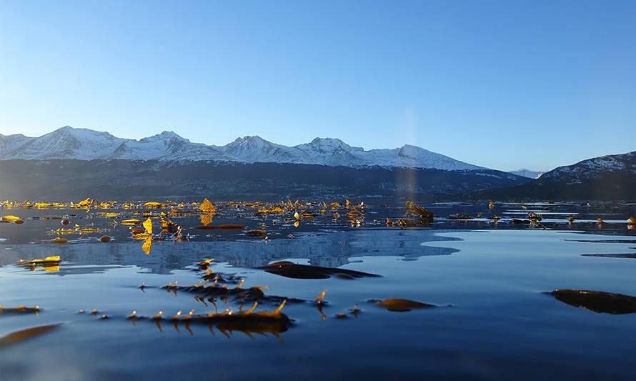Bosques submarinos de huiro en la Patagonia se mantienen intactos desde hace 200 años, pese a crisis climática global