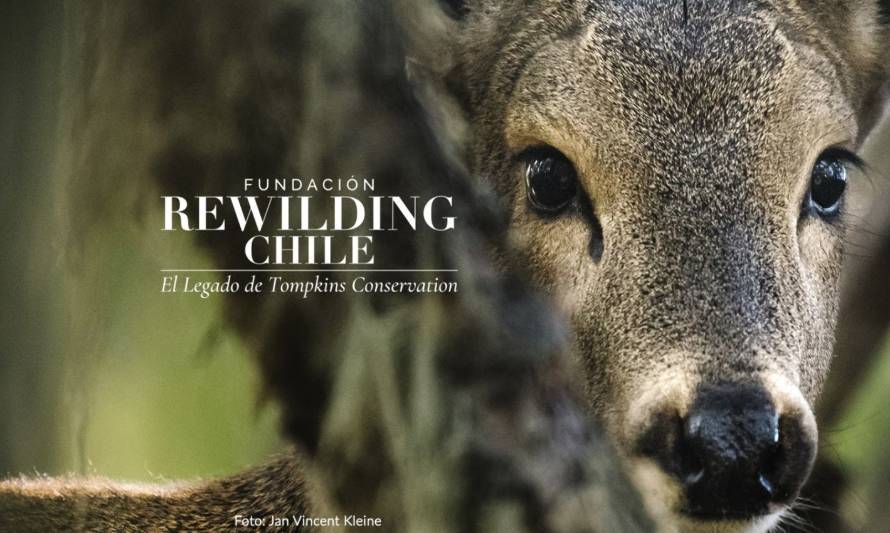 Tompkins Conservation Chile ahora es Rewilding Chile