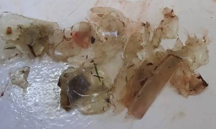 Cóndor murió por consumir plástico: Fue encontrado en cercanías de Cochrane 