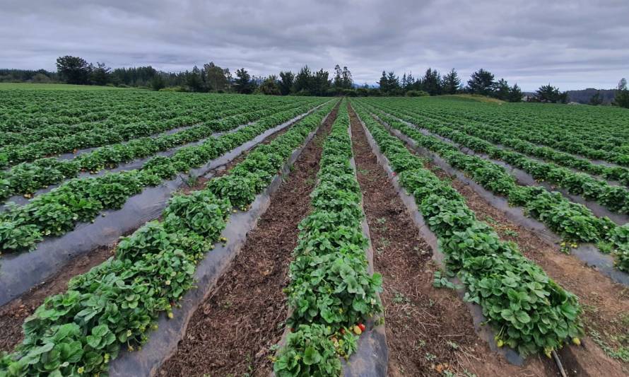 Día internacional contra el Cambio Climático: Agricultores tratan de producir más con menos