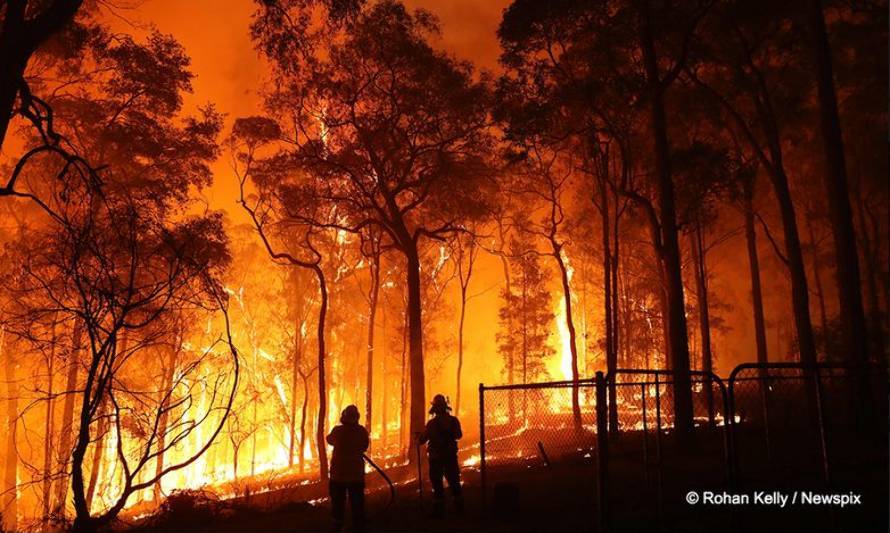 WWF advierte sobre amenaza de incendios forestales: superficie afectada ha aumentado casi 70% durante esta temporada