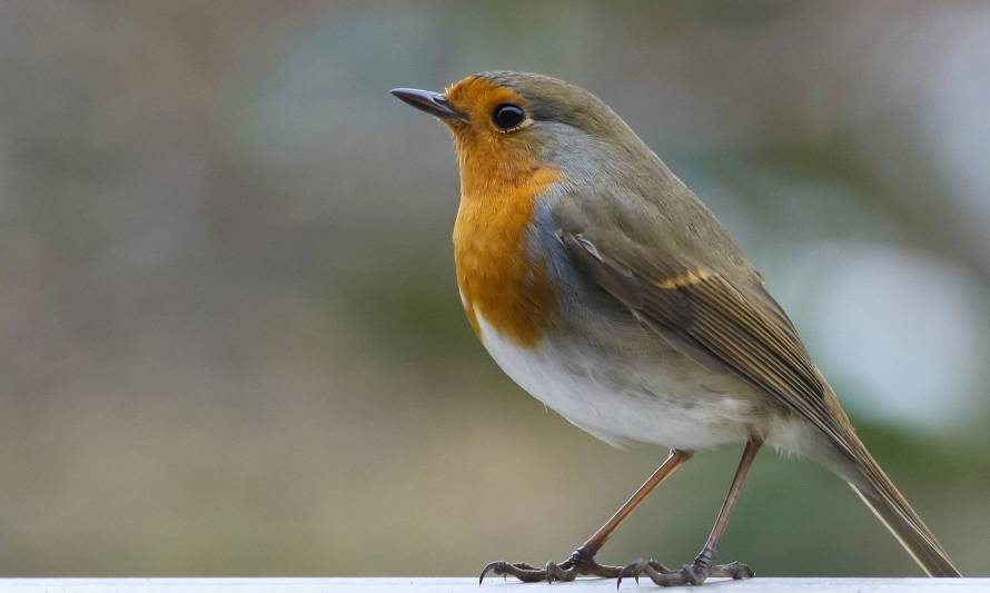 Lanzan Estrategia Nacional de Conservación de Aves