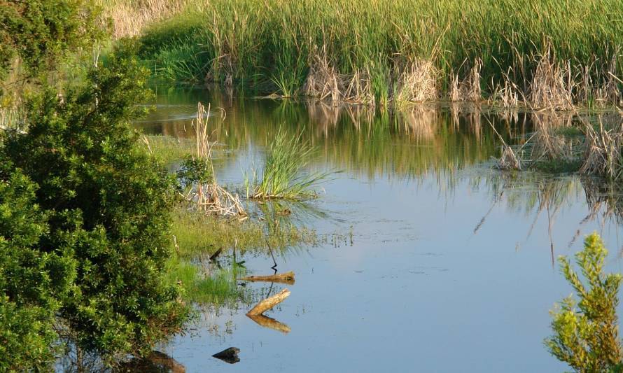 Entregaron antecedentes para declarar el Humedal Trumao como Santuario de la Naturaleza