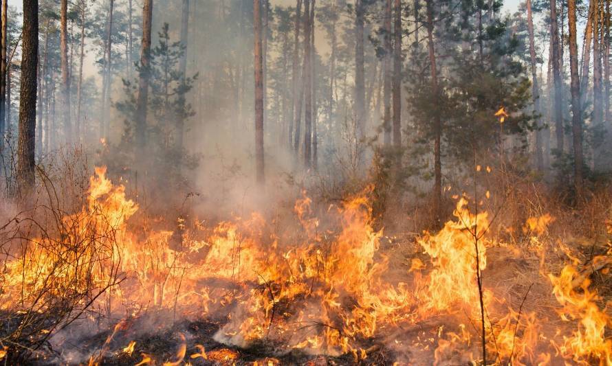 Incendio Forestal de Timaukel ha afectado más de 1.600 hectáreas