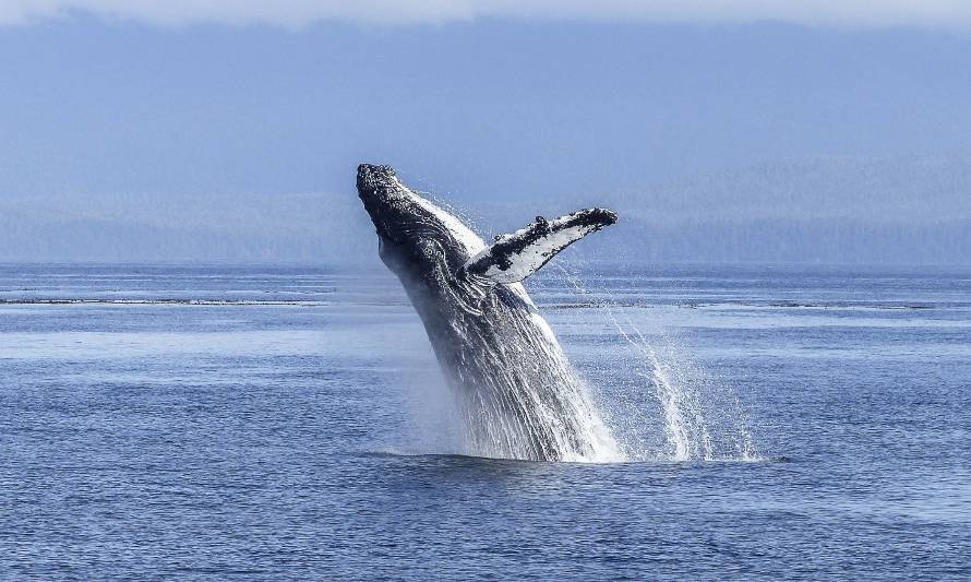 La peligrosa ruta de migración de las ballenas 