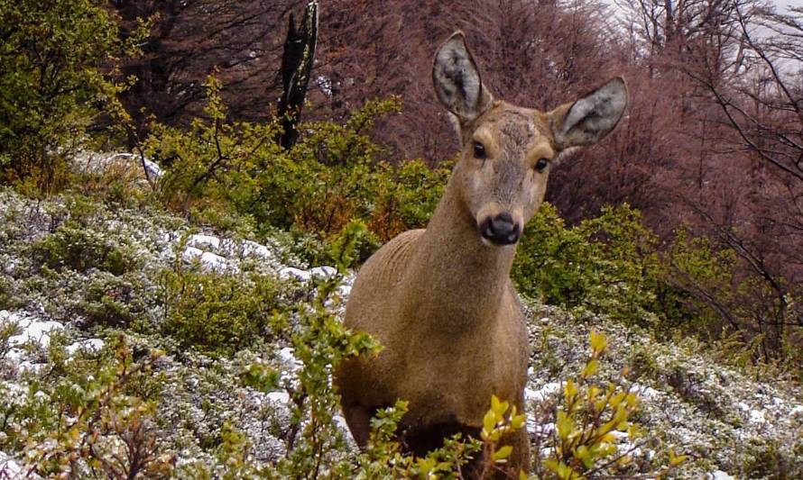 Día Mundial de la Vida Silvestre: 157 especies se encuentran en peligro crítico en Chile