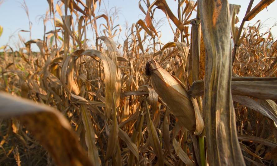 Mes del agua: Crisis hídrica y el papel de la agricultura 