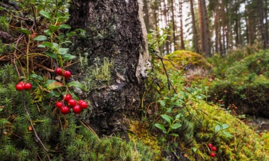 Bosques: ecosistemas contra el cambio climático  