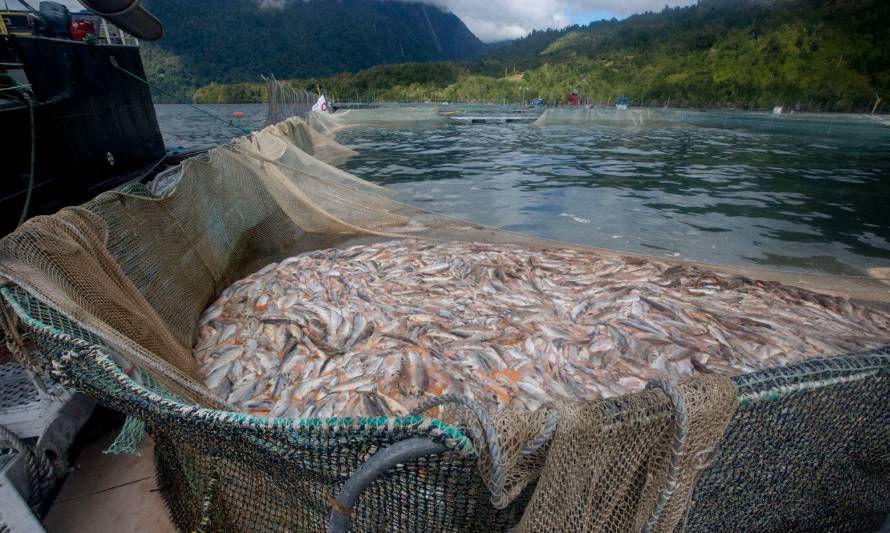 Fiscalía de Magallanes formaliza a ejecutivos de empresa Nova Austral