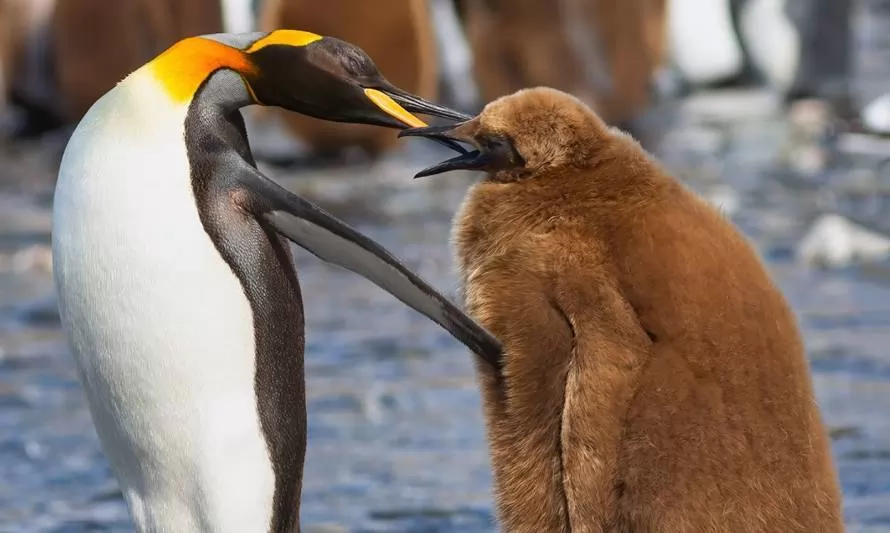 Día Mundial del Pingüino: relatos de la vida de un pingüino rey - Diario  Sostenible