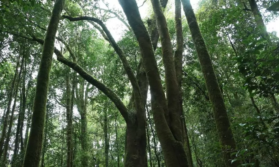 Llancahue ya es oficial: Los Ríos cuenta con nuevo Santuario de la Naturaleza