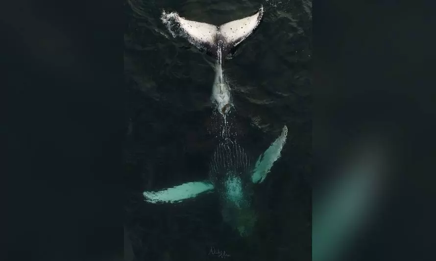 Llaman a respetar distancias de observación de ballenas vistas en la costa de Valdivia y Corral