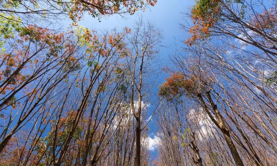 El árbol, nuestro compromiso: comienza plan de reforestación en Osorno