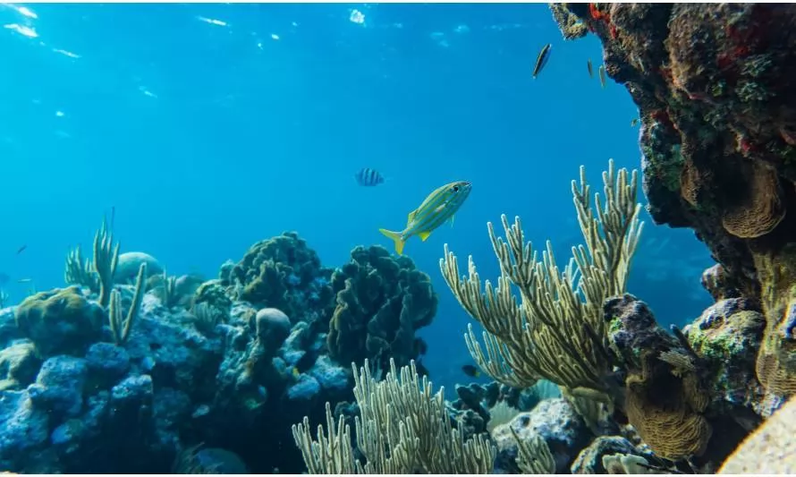 Acción colectiva por el océano:  el pulmón del mundo en peligro