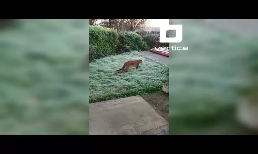 Sorprenden a puma paseando por el patio de una casa en Puerto Montt