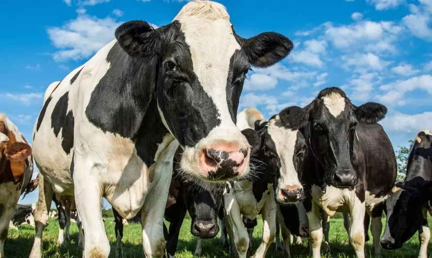 Nestlé: productores lecheros dan a conocer avances sobre agricultura regenerativa 