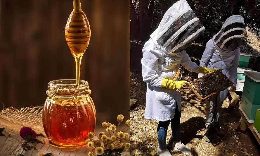 Estudian relación del cambio climático con la baja producción de miel