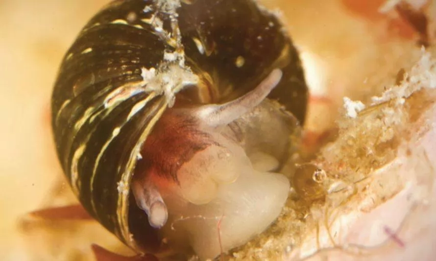 Siete especies en una: descubren peculiaridades de un pequeño caracol marino Austral