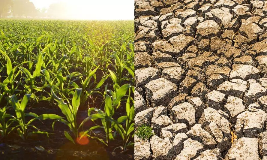 Emergencia agrícola en Los Ríos: cómo el cambio climático afecta al sector productivo