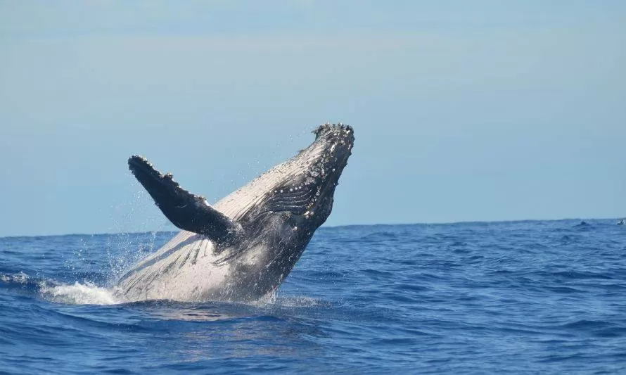 Chile a la vanguardia: innovador sistema busca resguardar y monitorear ballenas