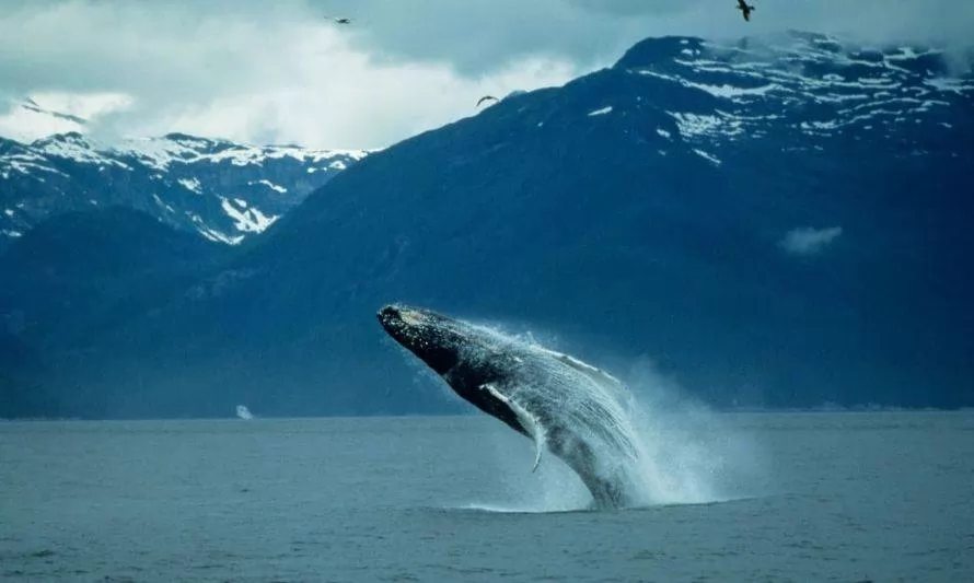 Captan espectacular salto de ballena jorobada en la Región de Aysén