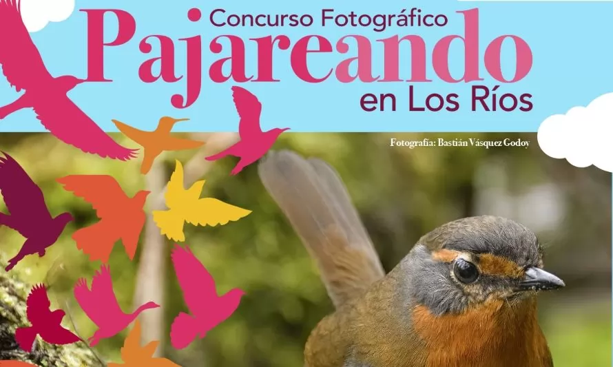 Pajareando en Los Ríos: abren postulaciones a concurso de  fotografía de aves